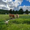 Stone Lions Farm