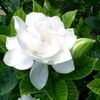 gardenia_blanc
