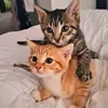 gusgus.kittycat