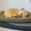 perfectpetzz4_milo_spot1