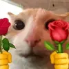 nano_cat_spidey.123