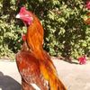 kingkhanking179