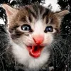 kasster.r