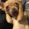 d.y2.0.0.0