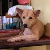 felucilyn