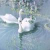 snow_swan1