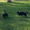 kiva_koira