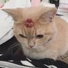 mangosareyumyum