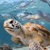 savetheturtles_love2