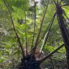 gaenggo6