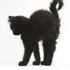 kittybobiitty