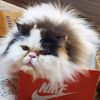 mrmeowgi12
