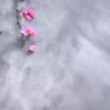 khani_181