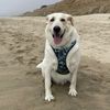 GoldenSciencePuppy
