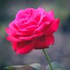user15104317947698