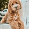 golden.bobatea.doo