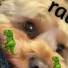 danefox08