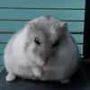 longkhongt