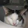 catsarebest153