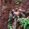 qsx_spiders