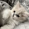 keshka_officeal