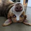 ella2_acc