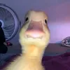 le_hri