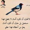 879954655hassan3