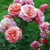 garden.roz
