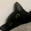snake_thai