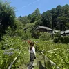 nanakaree80