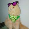 boss_gerry