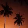 dimankoka
