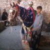 shaha.muhammad31
