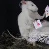 random.vids340