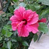 hadil_ridha