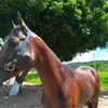 vaqueirotestado085