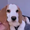 brian_the_beagle