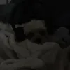 fluuf_ball