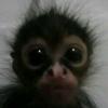 monkey111333