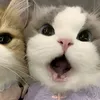 nhiendidyeu