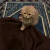 zaynabzaynab377