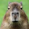 capybaraboii