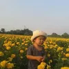 khimwipadakhunpit