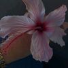 kalkidan_cherry_red28