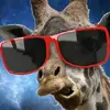 giraff032