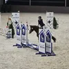 iiga_equestri4n