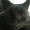 beewazza.10