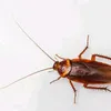 vascolek1