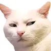 cogaidalat10